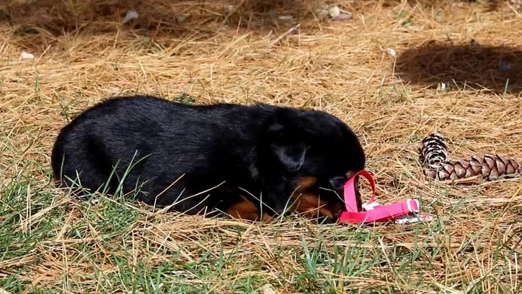 Rottweiler dogs for sale: Raven - Video 1