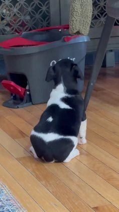 Jack Russell Terrier dogs for sale: Travis  - Video 2