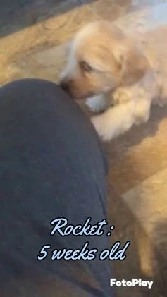 Mixed Breed dogs for sale: Rocket - Video 1
