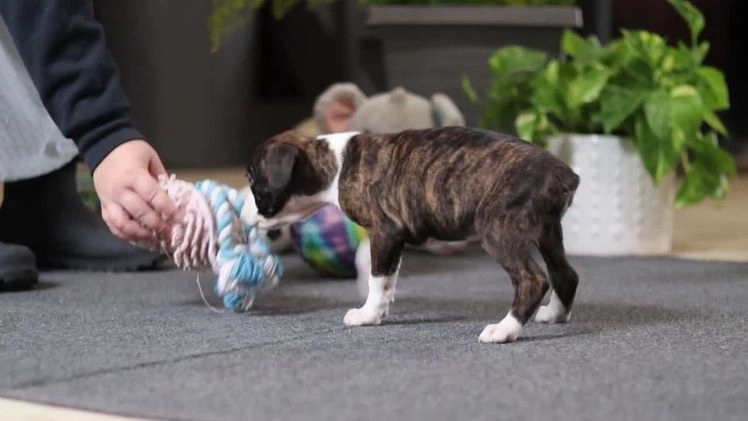 Boxer dogs for sale: Maxl - Video 7