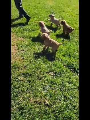 Standard Poodle dogs for sale: Mickey  - Video 1