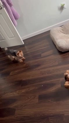 Yorkshire Terrier dogs for sale: Yorkshire Terrier Puppy 1 - Video 1