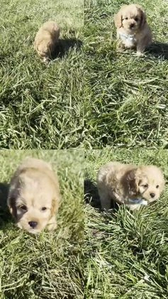 Cavapoo dogs for sale: Charlie - Video 1