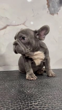 French Bulldog dogs for sale: French Bulldog Puppy 1 - Video 1