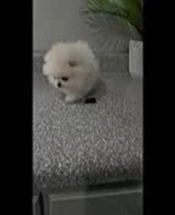 Pomeranian dogs for sale: Tiny Snow Fairy - Video 3
