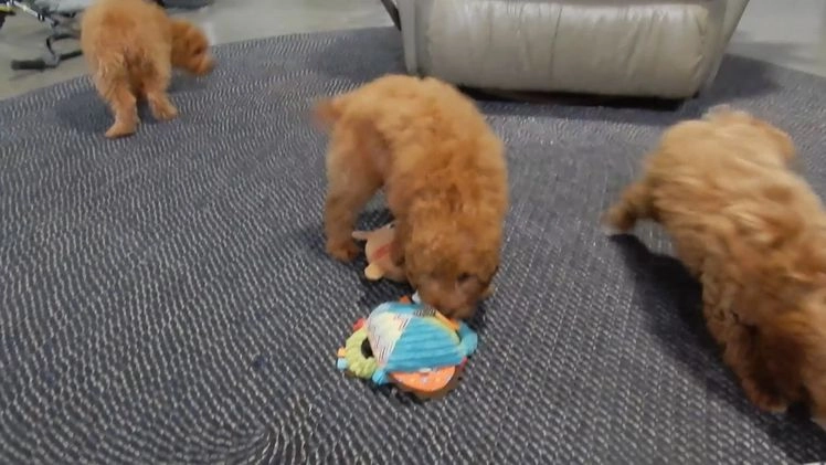 Mini Goldendoodle dogs for sale: Tillie - Video 2