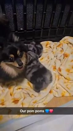 Pomeranian dogs for sale: Baby boy - Video 1