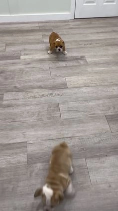 Mixed Breed dogs for sale: Casper - Video 2