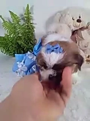 Shih Tzu dogs for sale: Cookie - Video 1