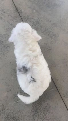 Mini Aussiedoodle dogs for sale: Gianna - Video 3