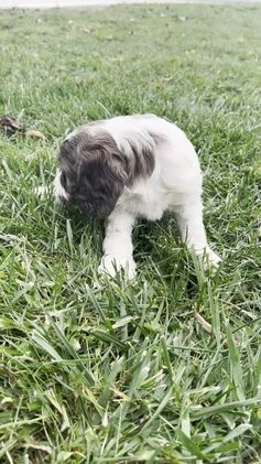 Cockapoo dogs for sale: Spruce - Video 1