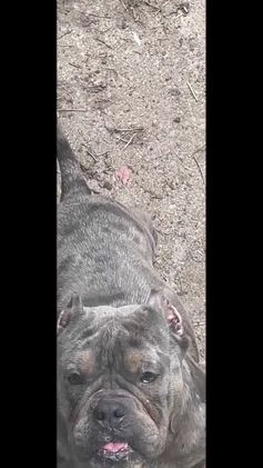 American Bully dogs for sale: Beautiful Pup - Video 5