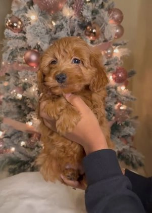 Mini Goldendoodle dogs for sale: Luna - Video 1