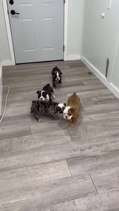 English Bulldog dogs for sale: Oreo - Video 2