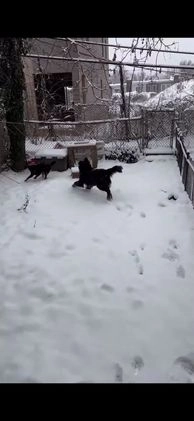 Mixed Breed dogs for sale: Mixed Breed Puppy 2 - Video 2