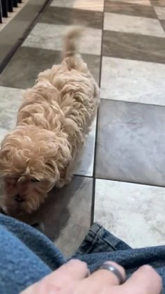 Maltipoo dogs for sale: Joy - Video 1