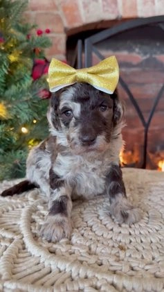 Mixed Breed dogs for sale: Patty - Video 3