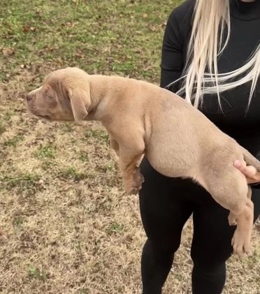 American Bully dogs for sale: Sabey  - Video 3