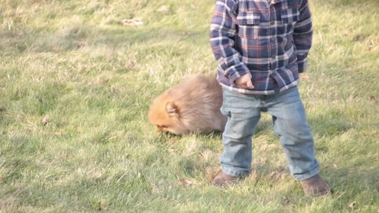 Pomeranian dogs for sale: Peyton - Video 1