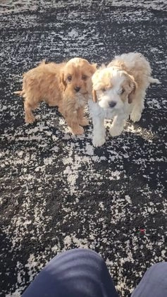 Cavapoo dogs for sale: Cupid - Video 1