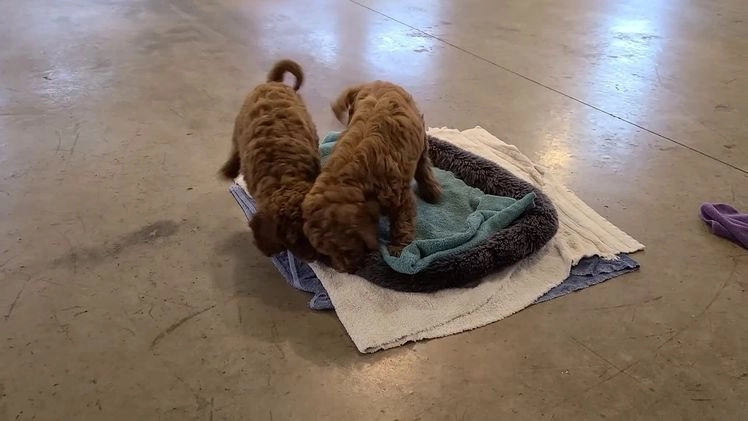 Cockapoo dogs for sale: Rosie - Video 2