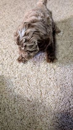 Miniature Poodle dogs for sale: Hunter  - Video 1