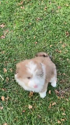 Mini Aussiedoodle dogs for sale: Charlie - Video 2