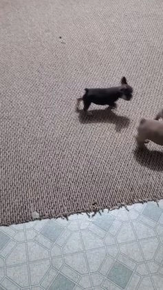 French Bulldog dogs for sale: Mack - Video 2