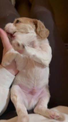 Cocker Spaniel dogs for sale: Louie - Video 2