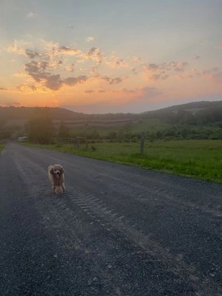 Goldendoodle dogs for sale: Hazel - Video 2