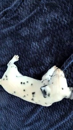 Dalmatian dogs for sale: Barney - Video 1