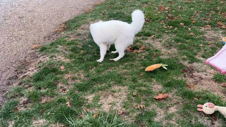 Samoyed dogs for sale: Bonnie - Video 1