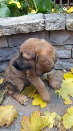 Mixed Breed dogs for sale: Oscar - Video 3