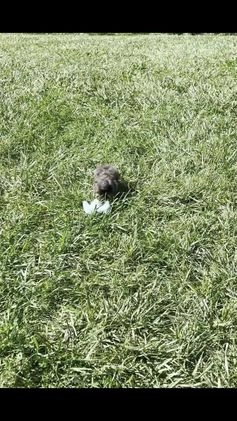 Toy Poodle dogs for sale: Jameson - Video 1