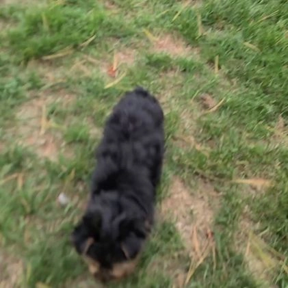 Morkie dogs for sale: Patrick - Video 1