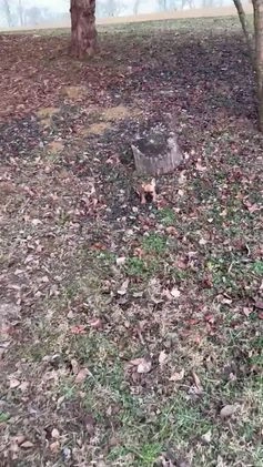 French Bulldog dogs for sale: Chocolate Obsession - Video 1