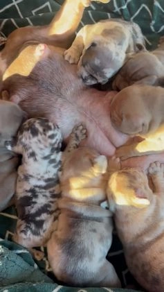 French Bulldog dogs for sale: French Bulldog Puppy 3 - Video 1