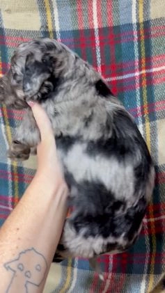 Mixed Breed dogs for sale: Brice - Video 1