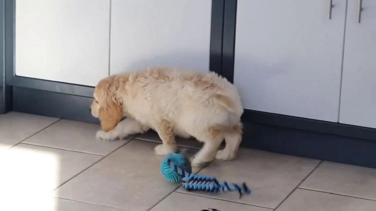 Miniature Golden Retriever dogs for sale: Kirby - Video 1