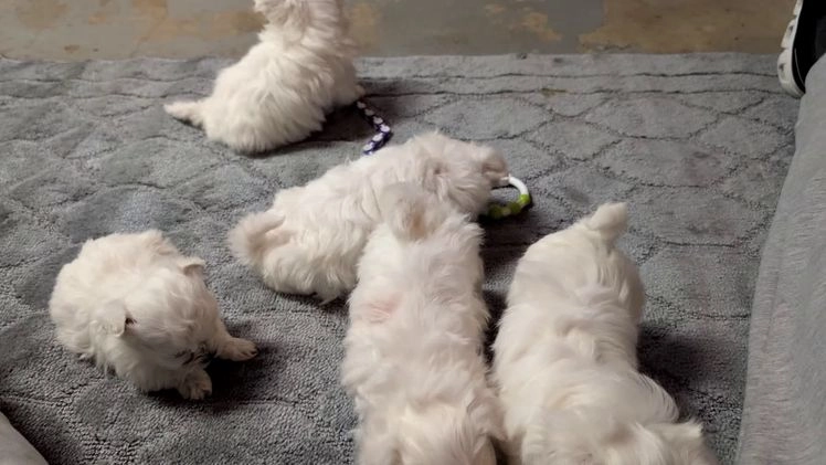 Maltese dogs for sale: Kya - Video 1