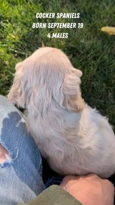 Cocker Spaniel dogs for sale: Rocco - Video 1