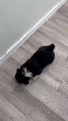 Australian Shepherd dogs for sale: Benji - Video 1