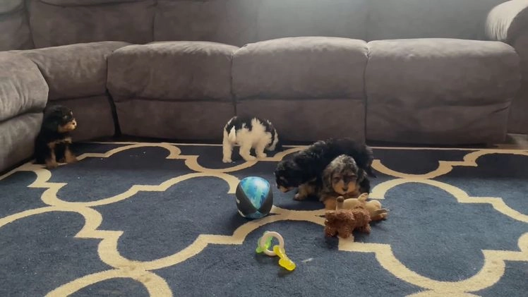 Mini Goldendoodle dogs for sale: Ms. Remy - Video 1