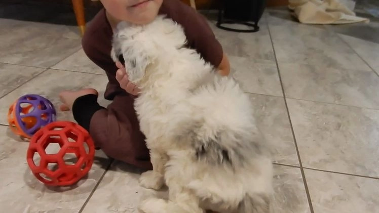 Sheepadoodle dogs for sale: Bella - Video 2