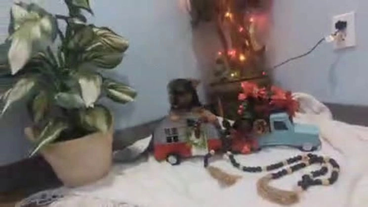 Yorkshire Terrier dogs for sale: Ziva - Video 1