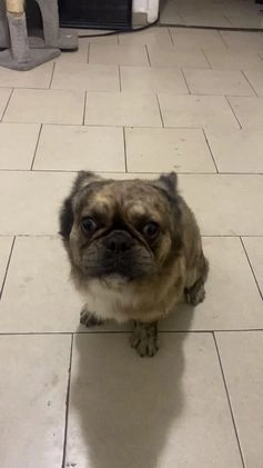 French Bulldog dogs for sale: French Bulldog Puppy 1 - Video 1