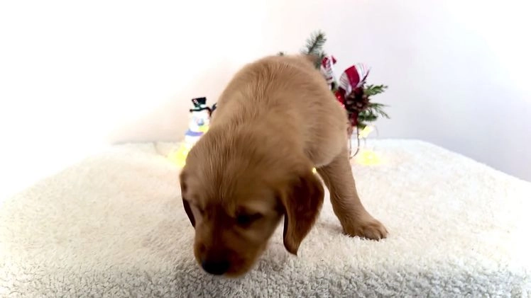 Golden Retriever dogs for sale: Elana - Video 3