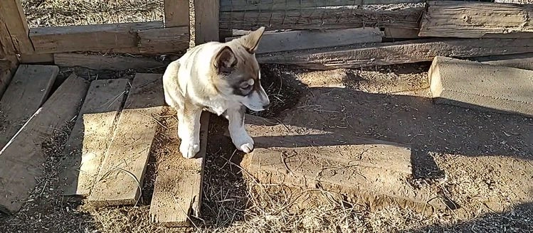 Siberian Husky dogs for sale: Siberian Husky Puppy 4 - Video 1