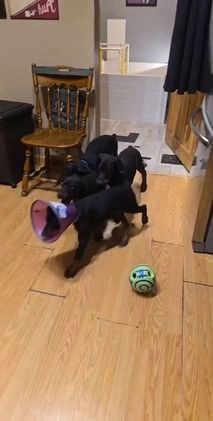 Doberman Pinscher dogs for sale: Missy - Video 1