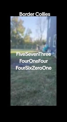 Border Collie dogs for sale: Border Collie Puppy 1 - Video 1